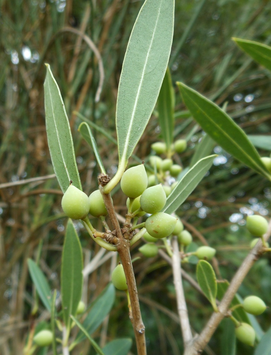 Phillyrea angustifolia L./ Ilatro sottile